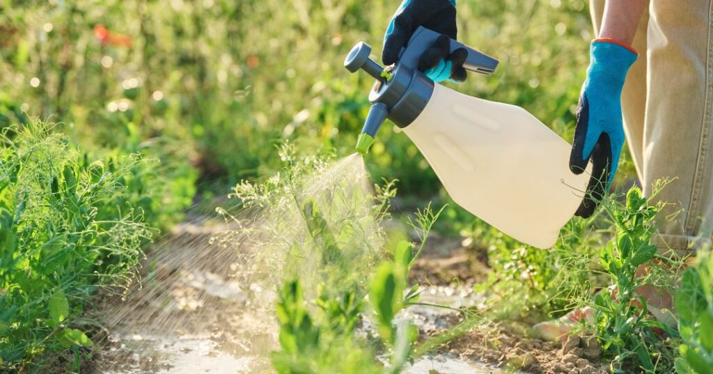 controle de pragas em Jundiaí